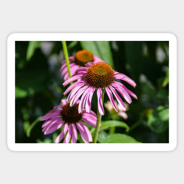 Fresh Echinacea Sticker by srosu